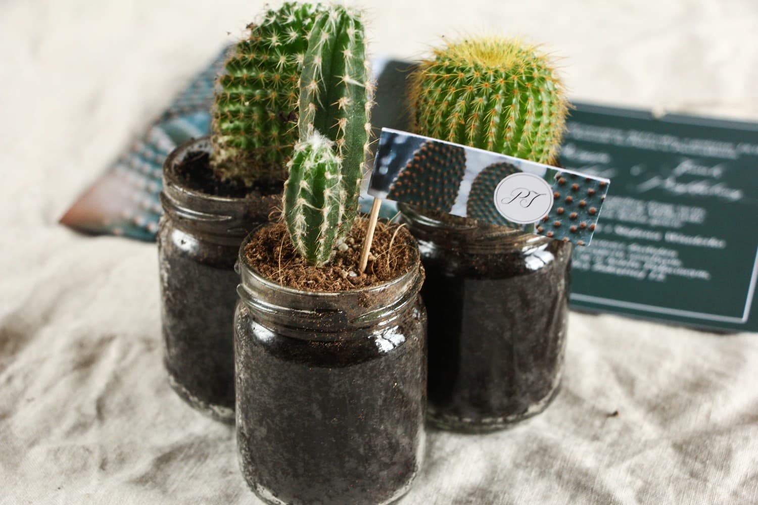 Live Cactus Wedding Favour in a Jar | Botanical Style Wedding Gifts | Botanik No. 4